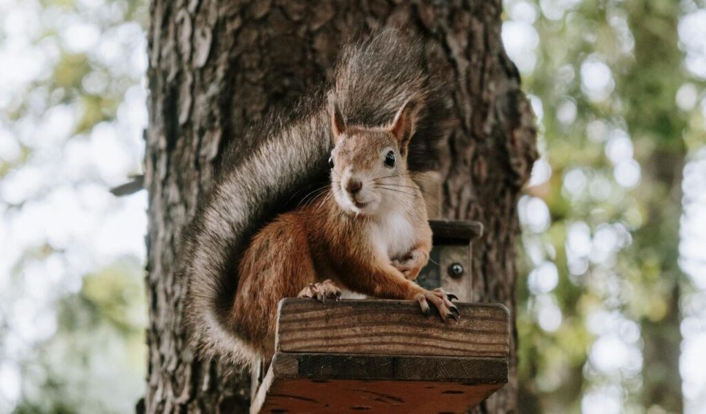Red squirrel perched on a wooden platform near a tree.