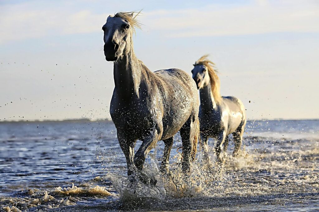 Camargue