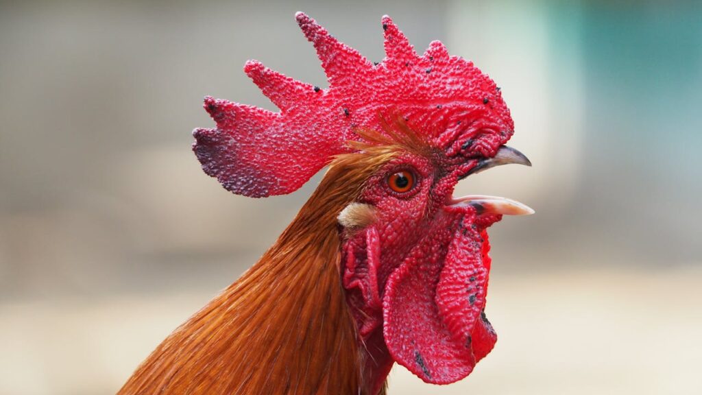 Reasons Why Owning Pet Chickens Is More Fun Than You Think