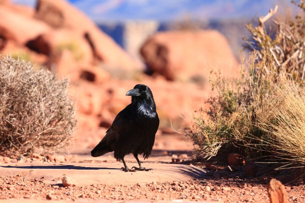 a crow in a desert