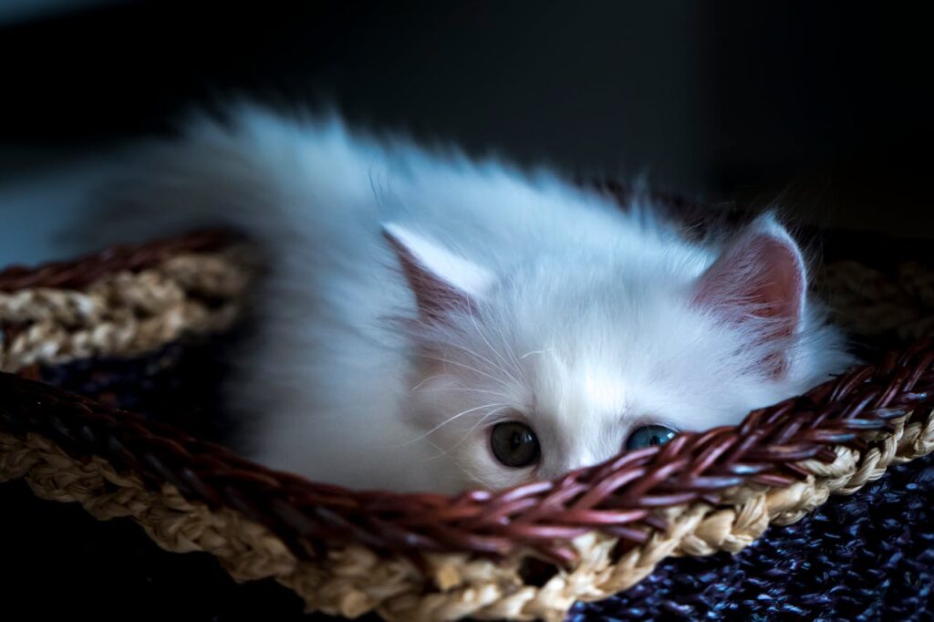 kitten hiding in fear