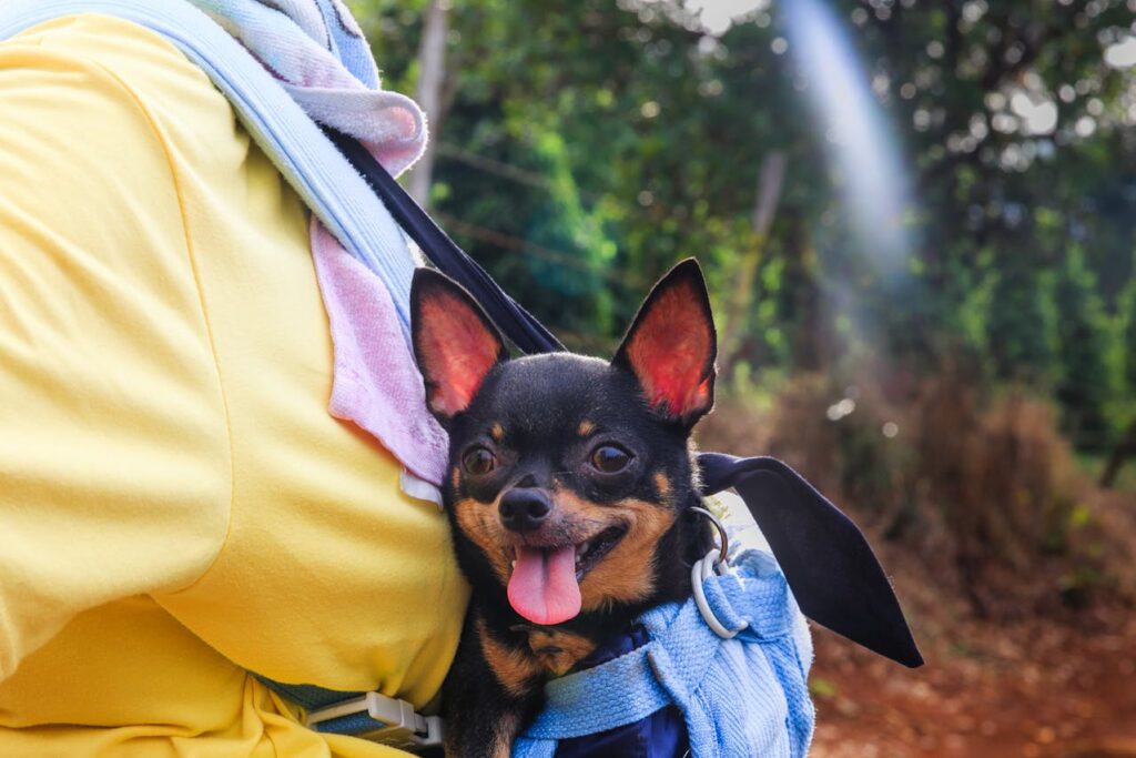chihuahua in the arms of a person