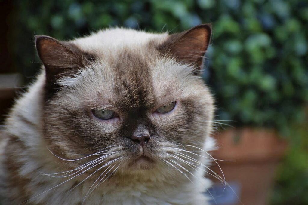 himalayan cat