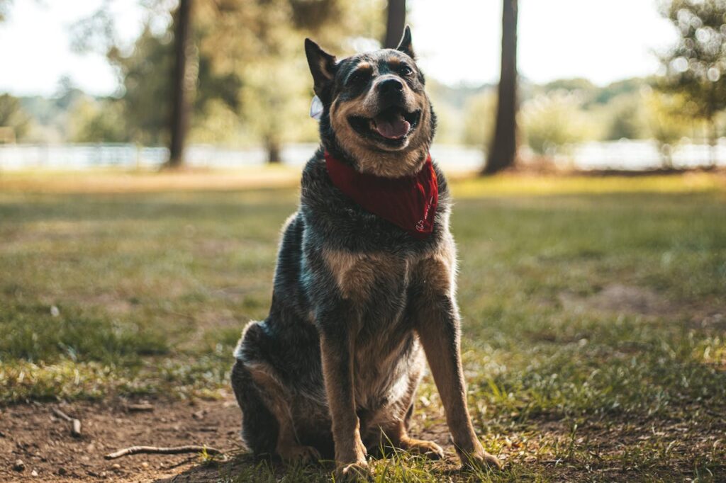 australian-cattle-dog-in-red-bandana-outdoors