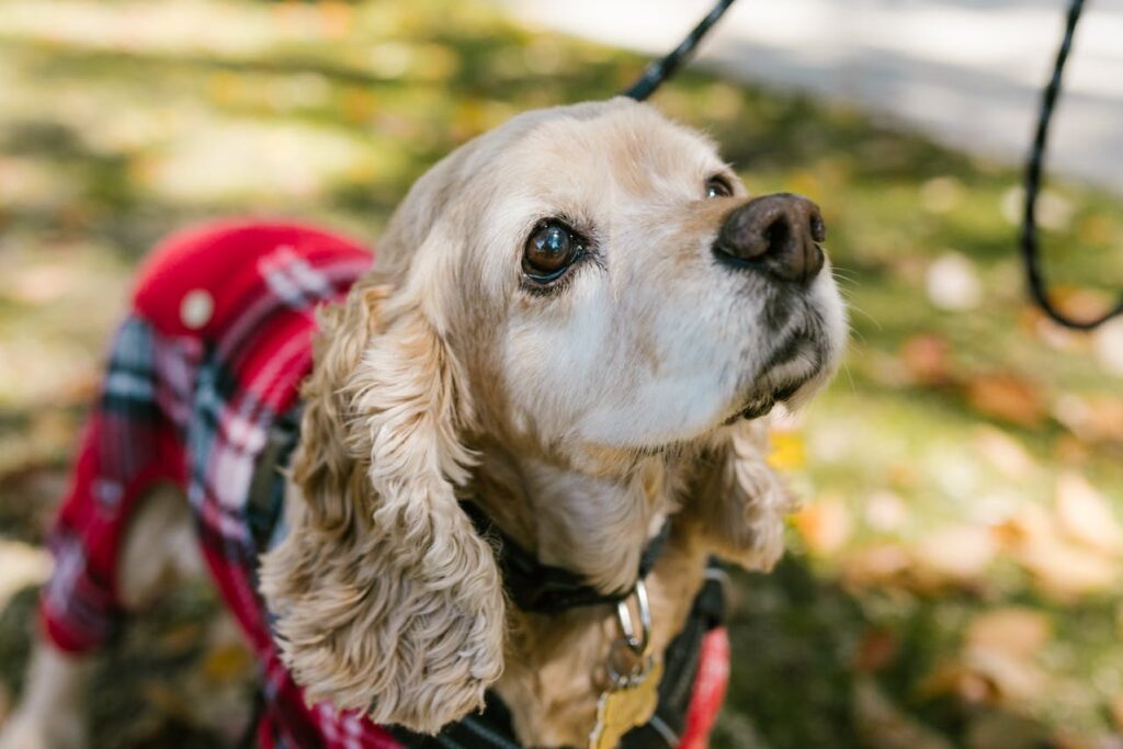 Cocker Spaniel on a leash