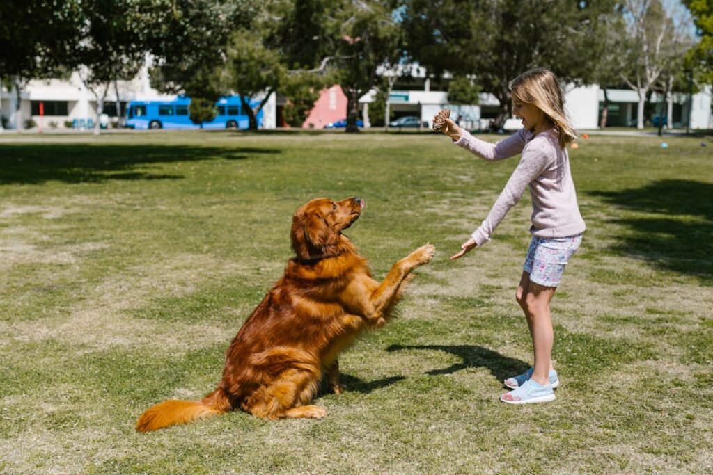 person playing with dog