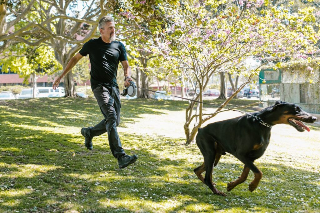 Doberman Pinscher running with men