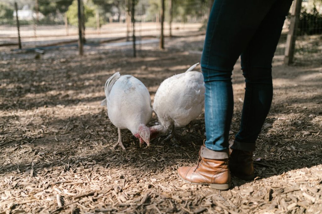 two turkeys with farmer