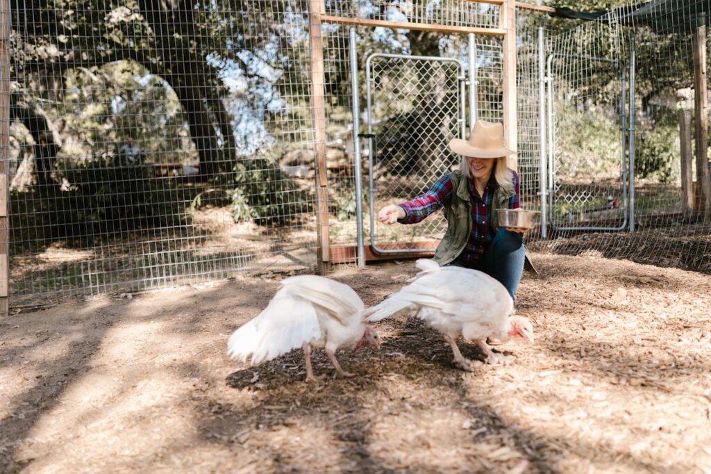 Woman feeding turkeys