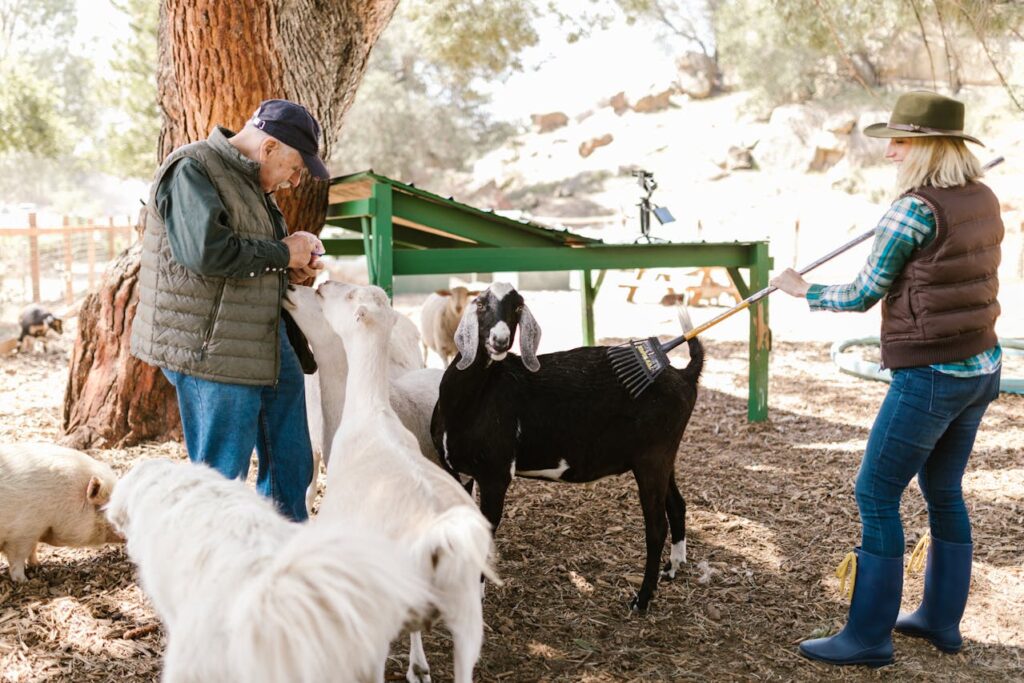 Two person with farm goats