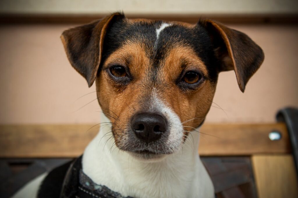 Jack Russell Terrier close up