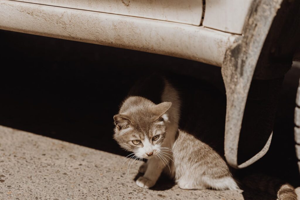 cat hiding under car