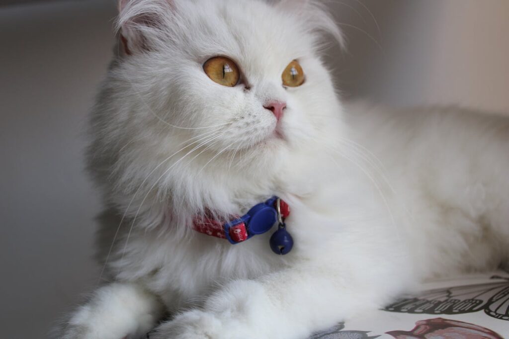 persian cat