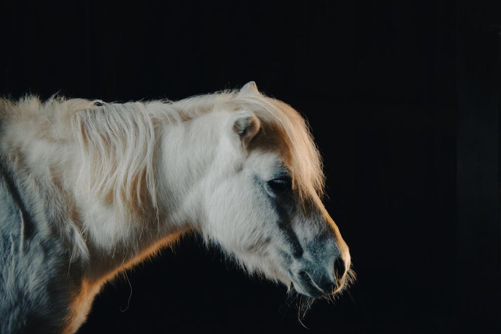 Side Profile of miniature horse
