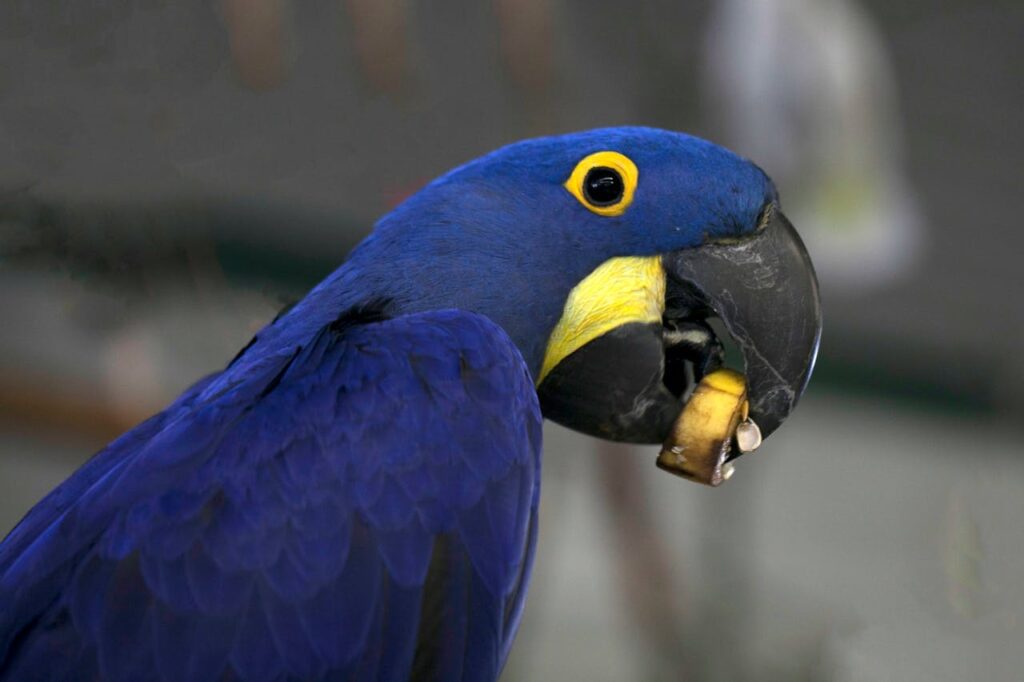 hyacinth macaw