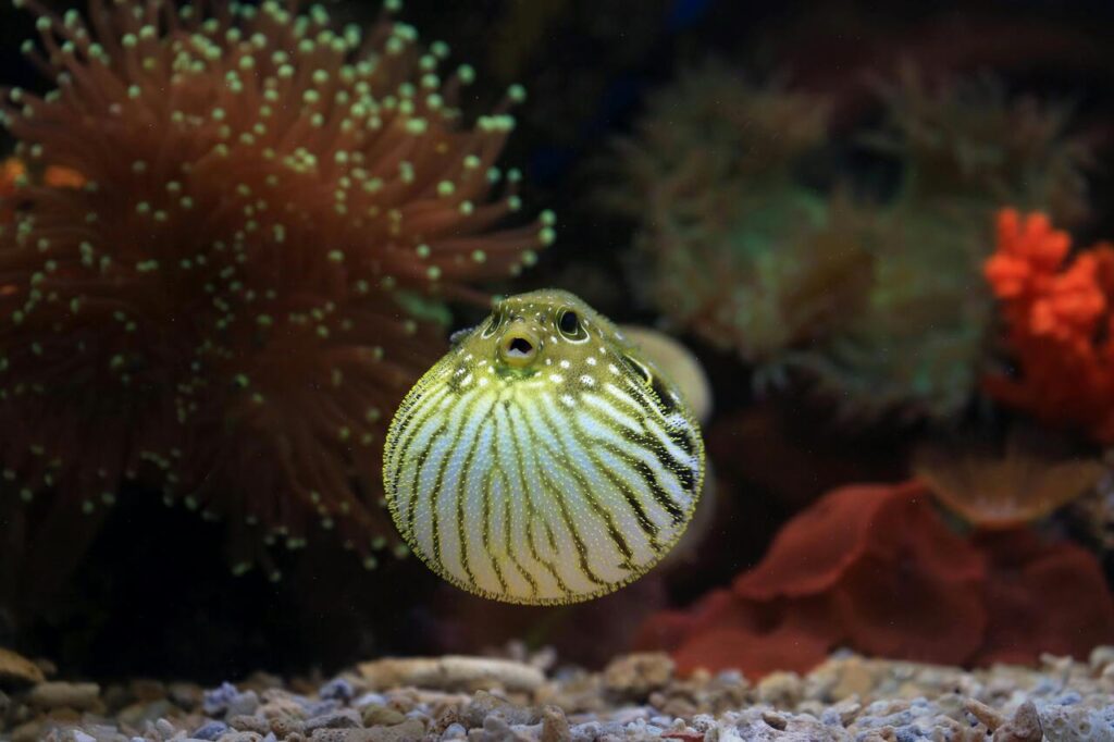 Puffer fish