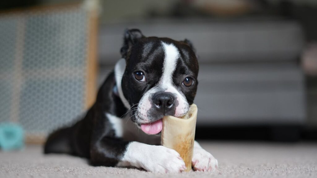 Boston terrier chewing toy