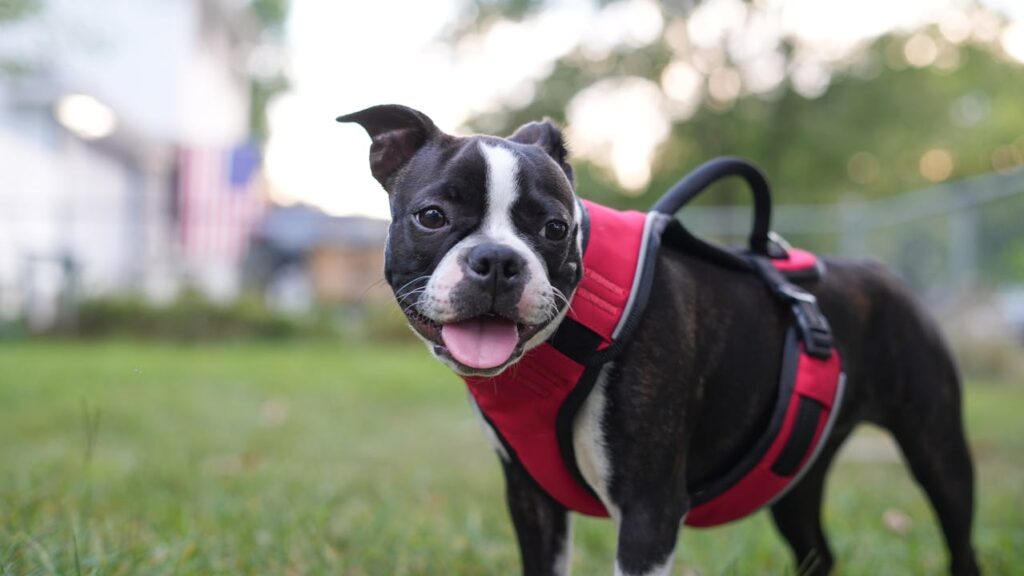 Boston Terrier dog on grass