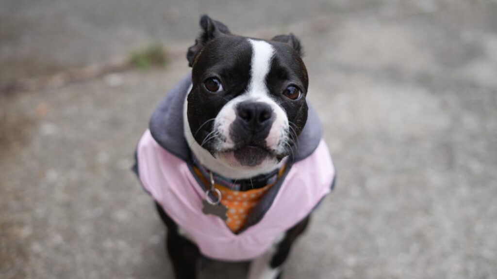 10 Signs Your Dog Overreacts