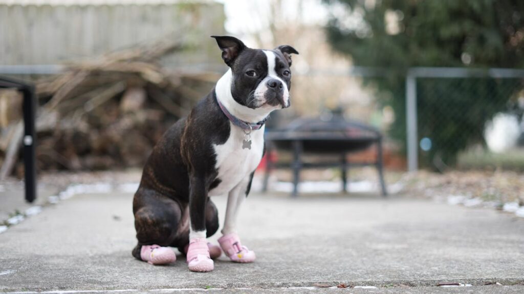 Dogs That Are Surprisingly Dramatic Over the Smallest Things