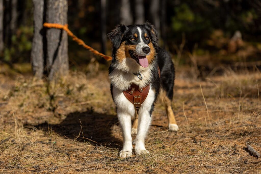 Australian Shepherd