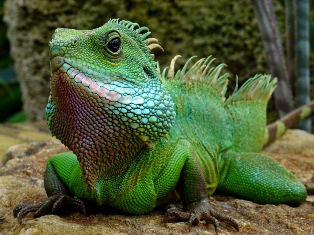 green iguana