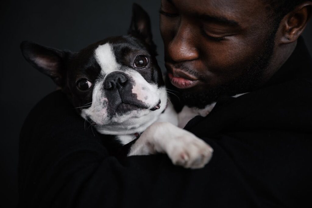 Boston Terrier dog with man