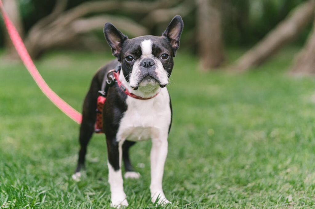 boston terrier dog on leash