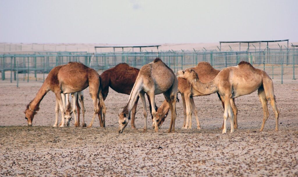 camels