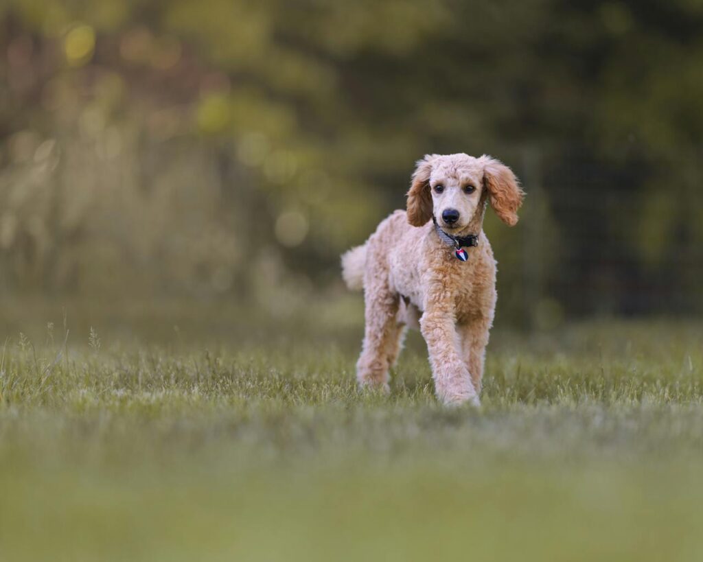 standard poodle walking on grass