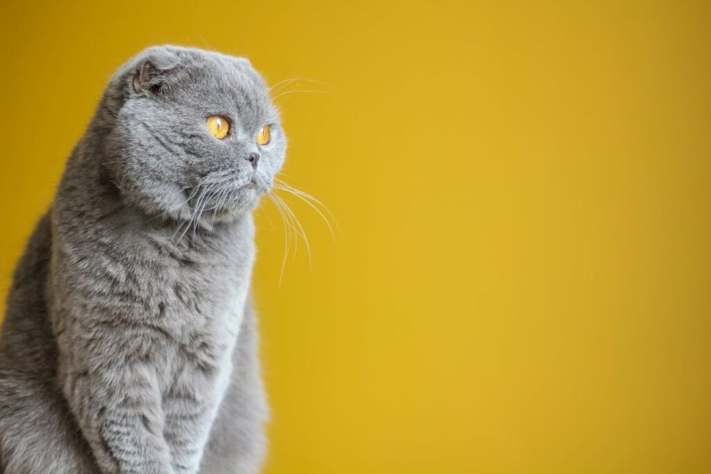 scottish fold cat 