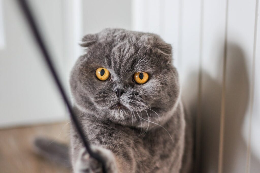 A Gray Scottish Fold Cat Playing with a Stick