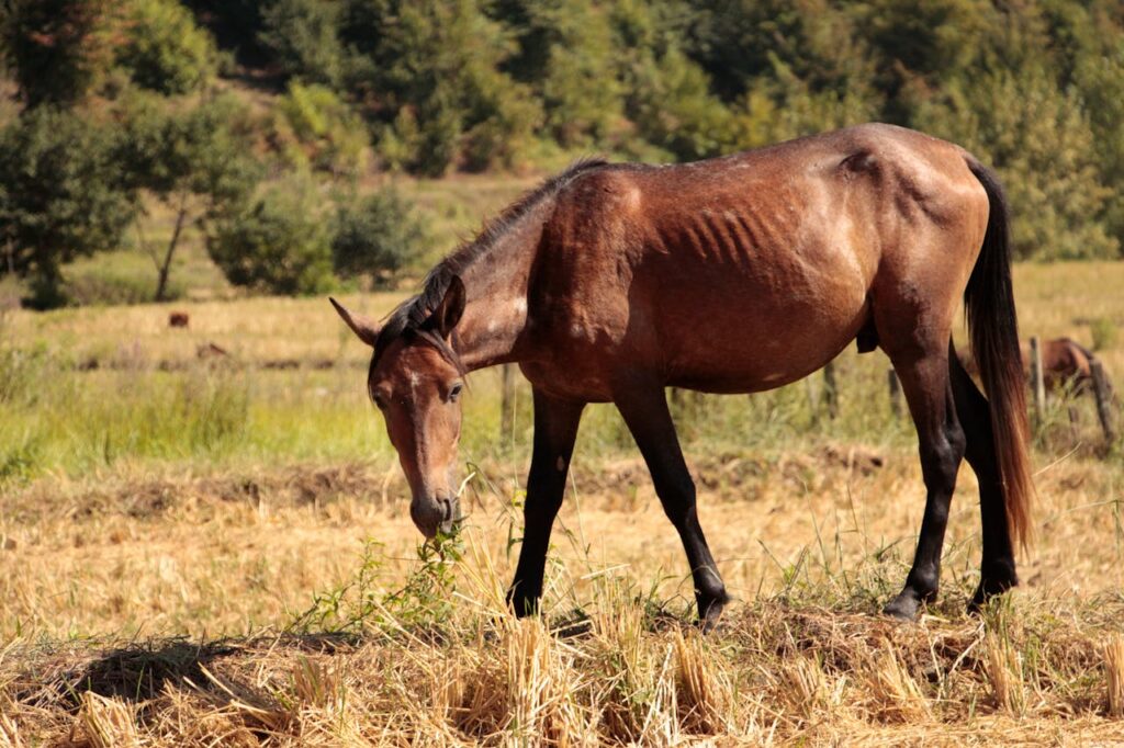 brown horse