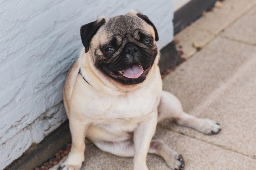pug with funny face