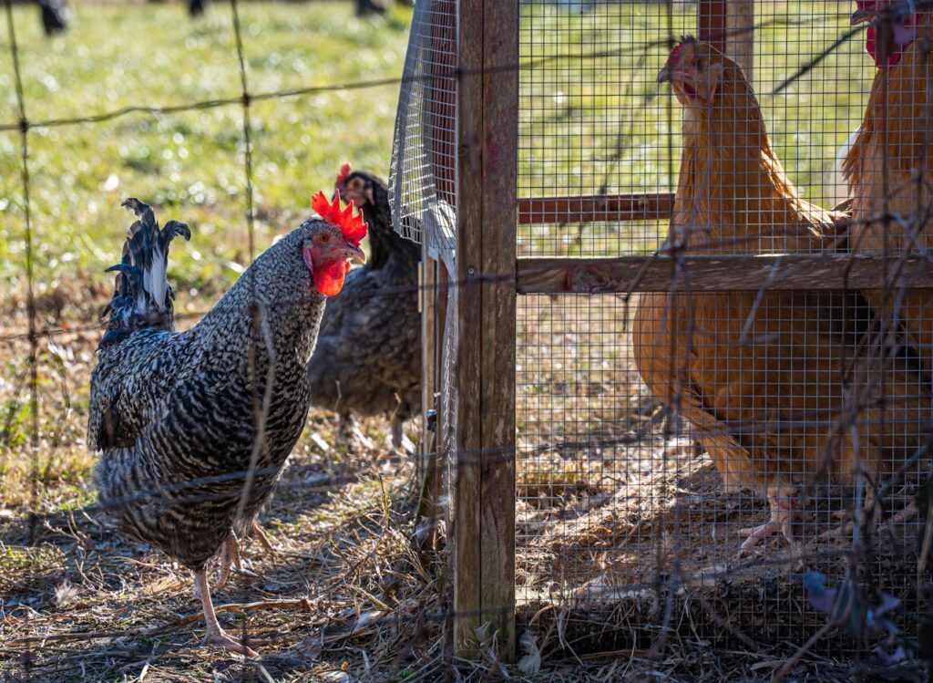 chicken coop