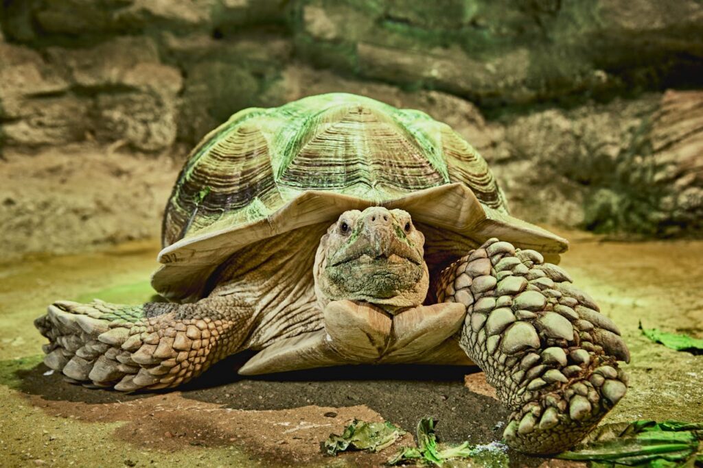 Reptile Species That Are Surprisingly Social