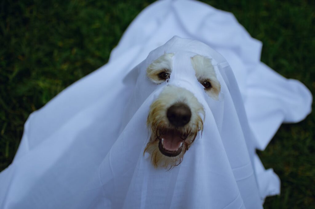 dog ghost