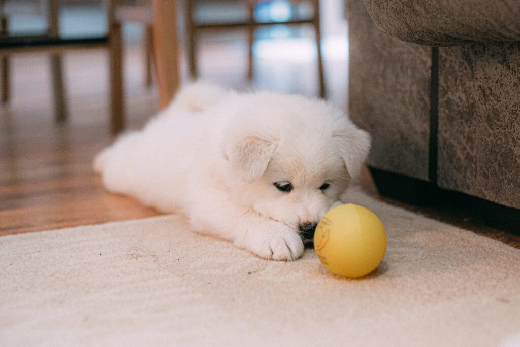 puppy playing