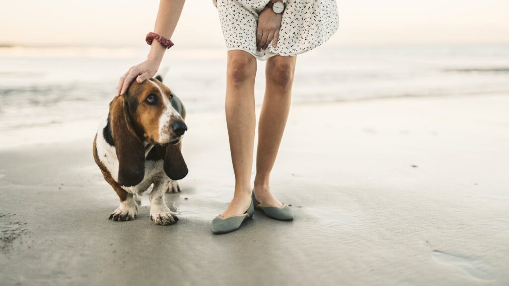 basset hound