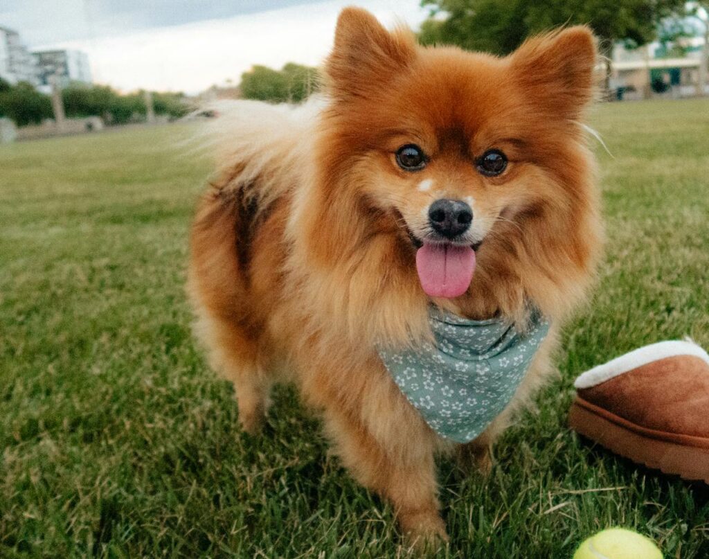 pomeranian with toy