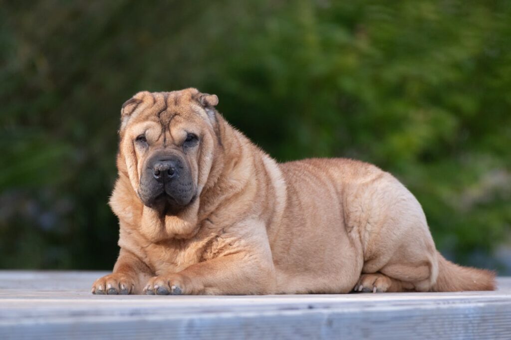Shar Pei dog lying down