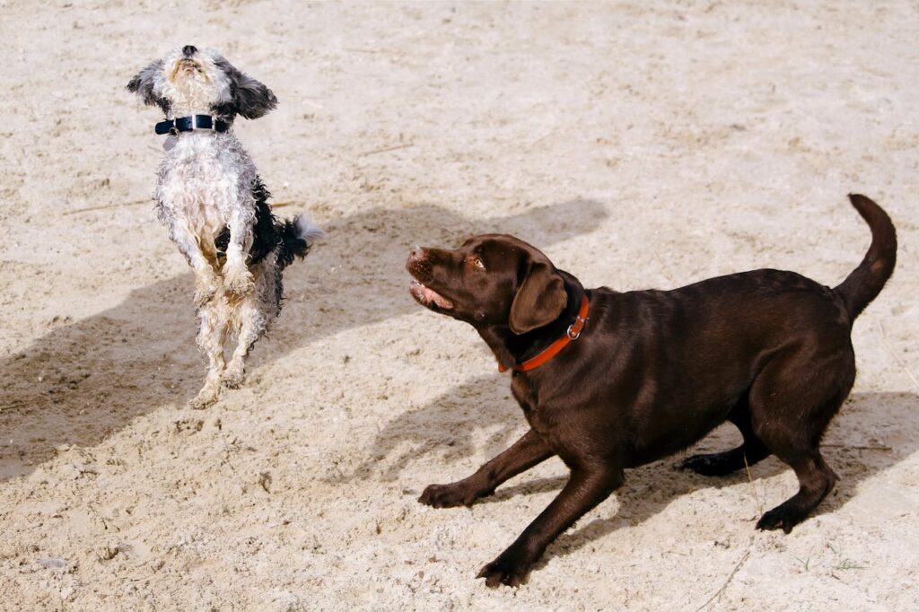 dogs playing