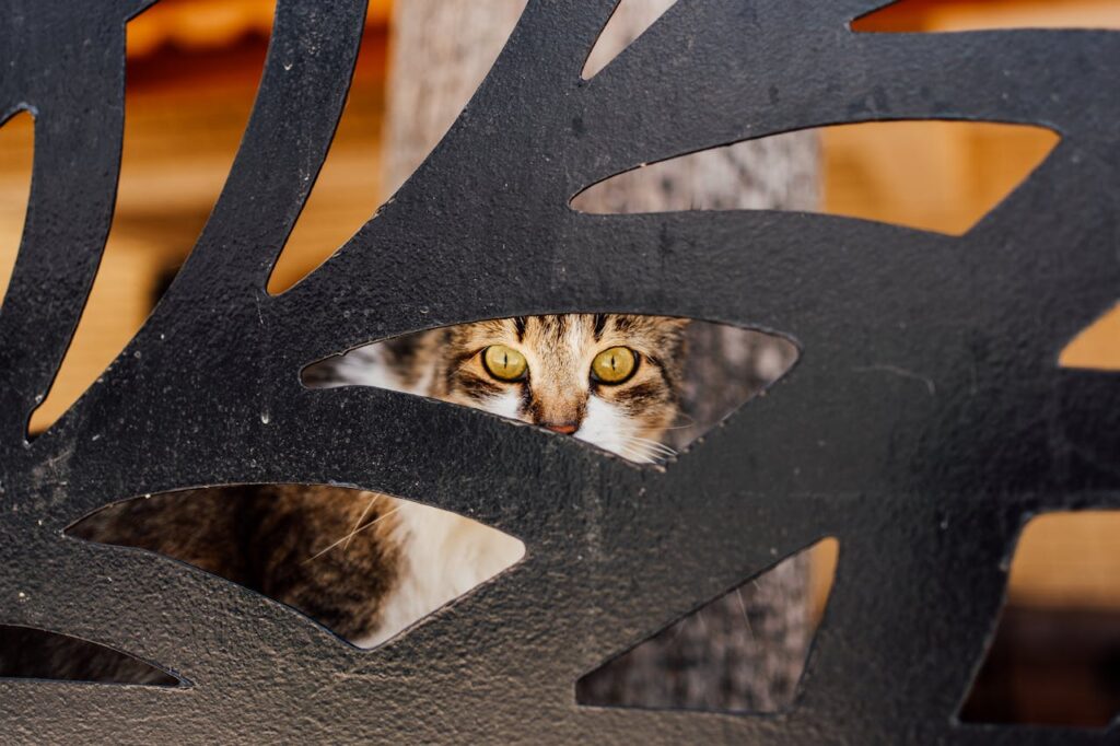 cat peeping through chair