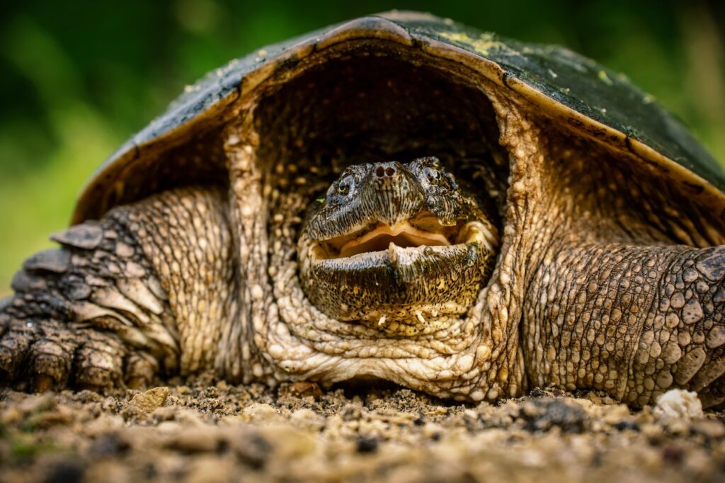 Snapping turtle