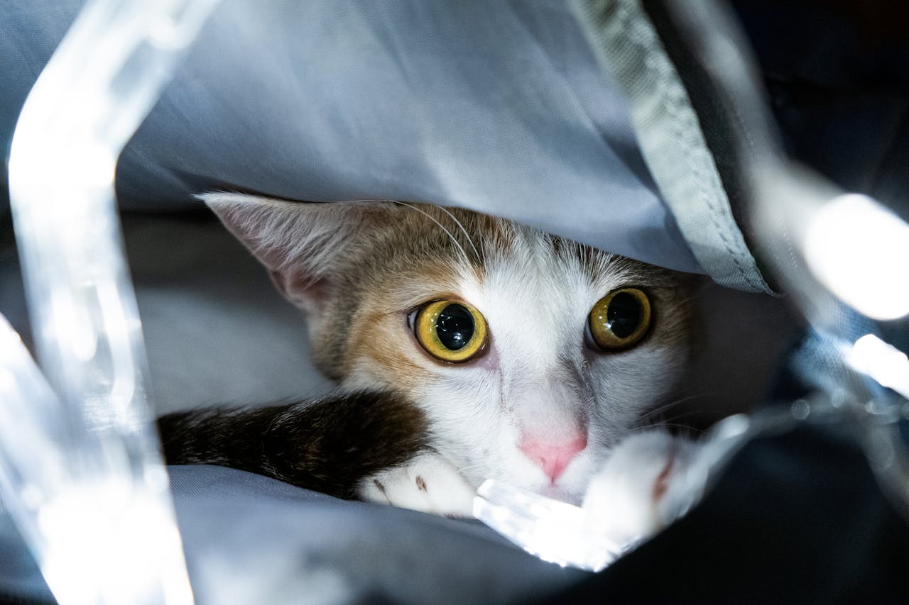 cat hiding under fabric