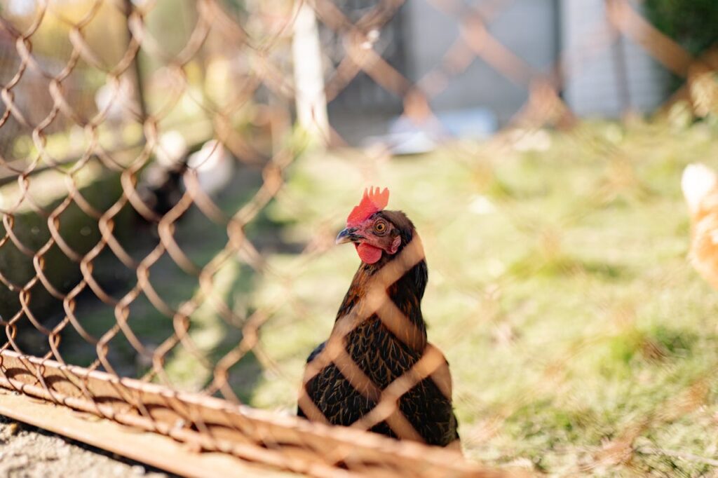 hen staring 
