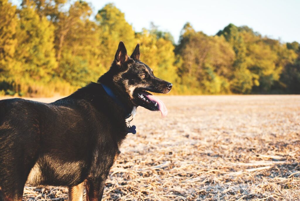 german shepherd dog in a field