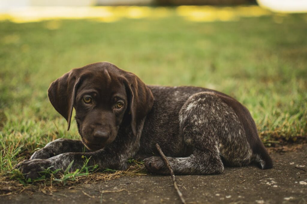 puppy frowning