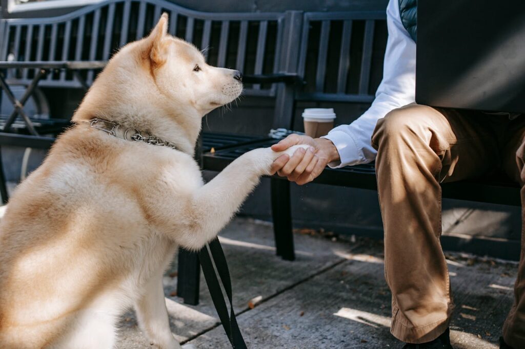 Akita inu shaking hands