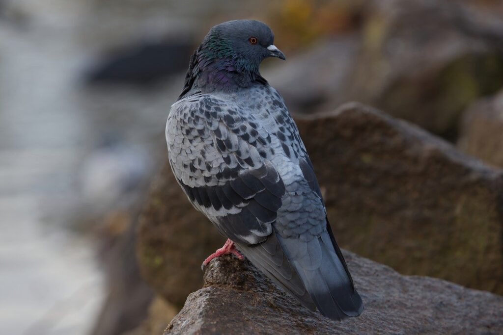 Pigeon